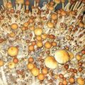 Псилоцибиновые (галлюциногенные)  грибы Psilocybin "Golden Teacher" в Москве